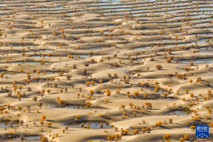 신장 허톈 지역 허톈현 페이추이호에 자리 잡은 후양나무 숲 [10월 20일 드론 촬영/사진 출처: 신화사]