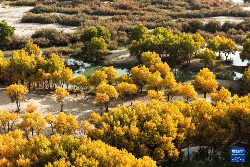 신장 허톈 지역 뤄푸현 뤄빈 후양나무 숲 관광지 [10월 19일 드론 촬영/사진 출처: 신화사]