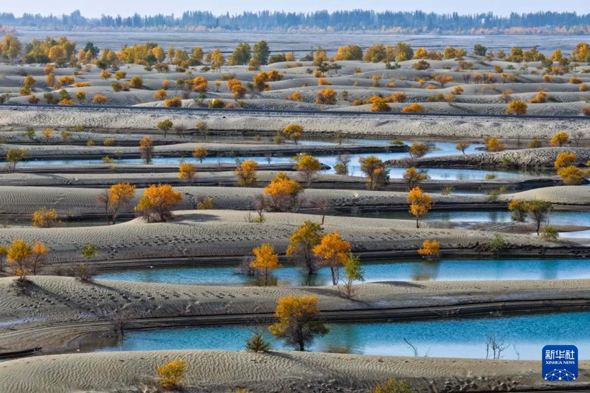 신장 허톈 지역 허톈현 페이추이호에 자리 잡은 후양나무 숲 [10월 20일 드론 촬영/사진 출처: 신화사]