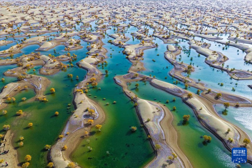 신장 허톈 지역 허톈현 페이추이호에 자리 잡은 후양나무 숲 [10월 20일 드론 촬영/사진 출처: 신화사]