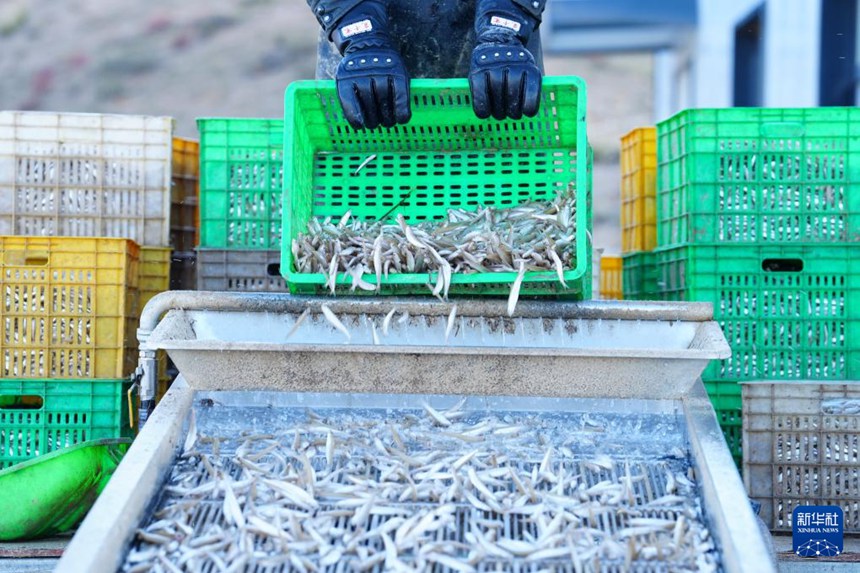 궁허현 룽양신촌 룽양샤 하이후어업합작사에서 작업원이 갓 잡은 은어를 체로 치고 있다. [10월 18일 촬영/사진 출처: 신화사]