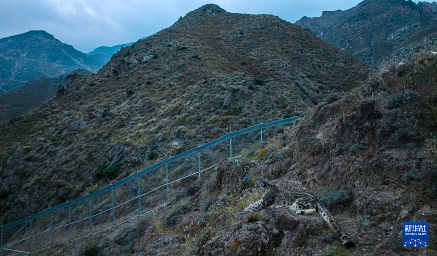 닝샤 허란산 국가급 자연 보호구역 내에 위치한 닝샤 허란산 설표 보호연구 기지에서 설표가 적응 훈련을 진행 중이다. [10월 24일 드론 촬영/사진 출처: 신화사]
