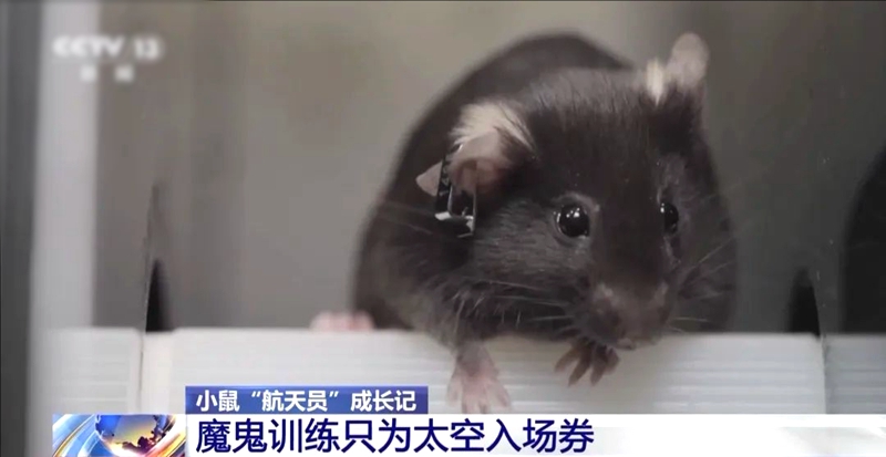 4마리 ‘생쥐 우주비행사’ 우주로! ‘악마훈련’ 대공개