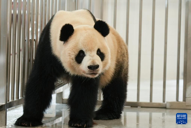 4일, 중국 자이언트판다 보호연구센터 몐양기지에서 자이언트판다 ‘인커(銀柯)’가 새 우리에 안착한다.