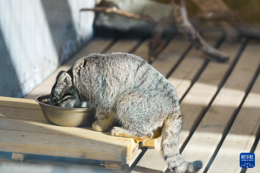 구조된 마눌들고양이(학명: Otocolobus manul) 한 마리가 식사 중이다. [11월 10일 촬영/사진 출처: 신화사]
