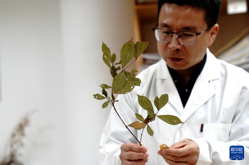 상하이 천산식물표본관 거빈제 관장이 천산센터 표본관에서 종자 증표 표본을 관찰하고 있다. [11월 19일 촬영/사진 출처: 신화사]