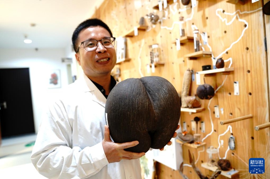 거빈제 관장이 세계에서 가장 큰 식물 종자인 ‘코코 드 메르’(학명: Lodoicea maldivica)의 종자를 선보이고 있다. [11월 19일 촬영/사진 출처: 신화사]