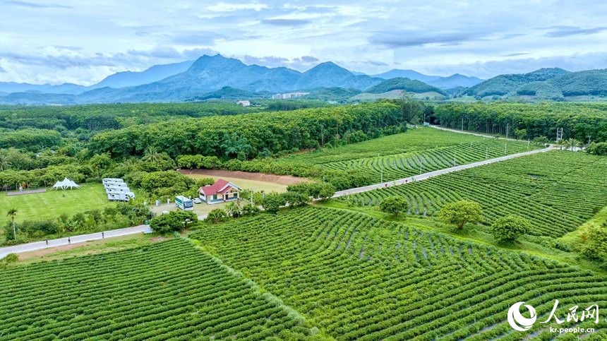 하이난 바이사 우리루(五里路) 차 농장 [사진 제공: 취재원]