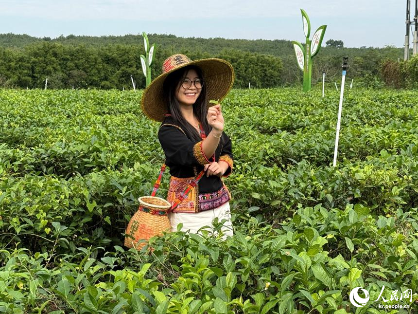 인민망 베트남 출신 전문가가 차 따기를 체험하고 있다. [사진 출처: 인민망]
