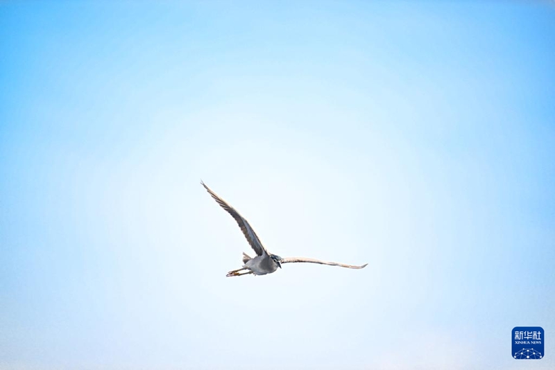 10일 남중국해 지역에서 촬영한 바다새 [사진 출처: 신화사]