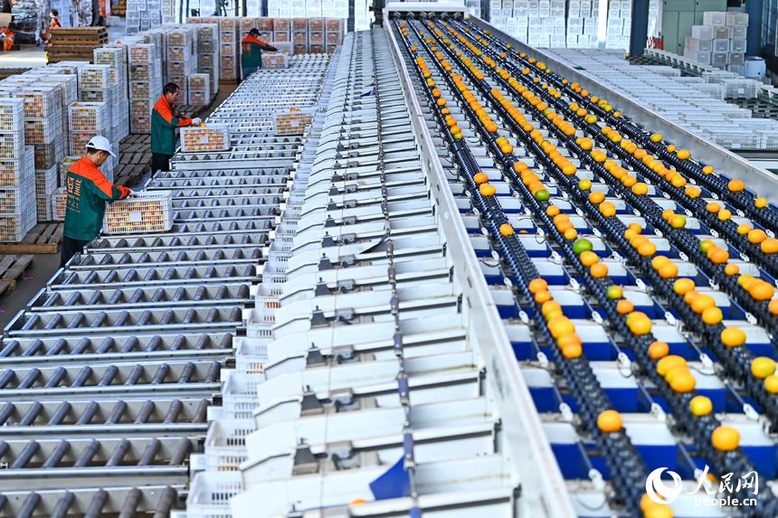 간저우시 안위안현 처터우진의 한 현대농업 기업에서 스마트 설비가 바쁘게 가동되는 중에 직원들의 네이블 오렌지 분류, 포장, 운송 작업이 진행된다.