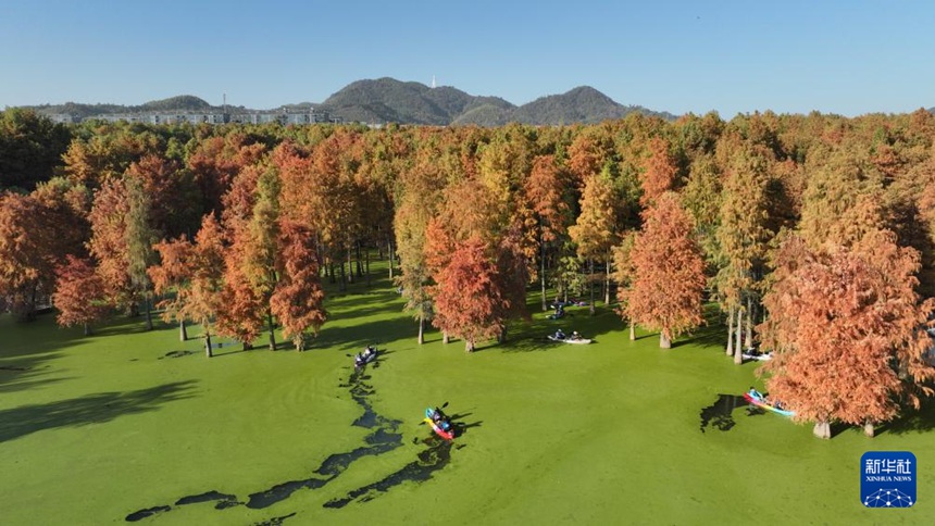 칭산후 ‘수상 숲’에서 유람선을 타고 있는 관광객들 [11월 28일 드론 촬영/사진 출처: 신화사]