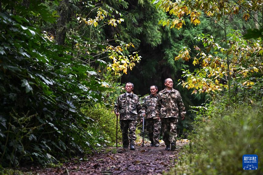 장젠(오른쪽), 장화(왼쪽), 장중 세쌍둥이 형제는 구이저우성 비제시 치싱관구 궁룽핑 국유임업장의 산림보호를 위해 순찰 중이다. [11월 13일 촬영/사진 출처: 신화사]