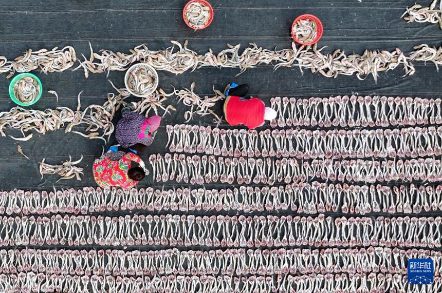 허베이성 탕산시 펑난구 헤이옌쯔진의 어민들이 생선포를 건조하고 있다. [11월 30일 드론 촬영/사진 출처: 신화사]