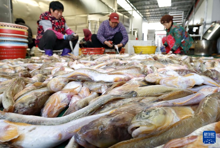 어민들이 생선을 가공하고 있다. [11월 30일 촬영/사진 출처: 신화사]