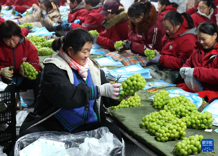 진저우시 한 과일 수출 기업의 포도 포장 작업장에서 작업자들이 일하고 있다. [12월 8일 촬영/사진 출처: 신화사]