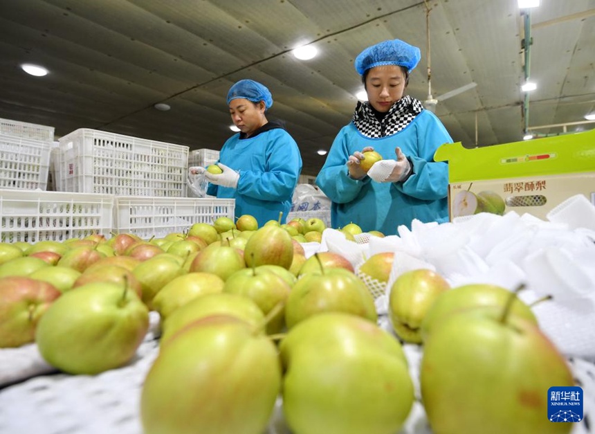 진저우시 한 과일 수출 기업의 배 분류 포장 라인에서 작업자들이 일하고 있다. [12월 8일 촬영/사진 출처: 신화사]