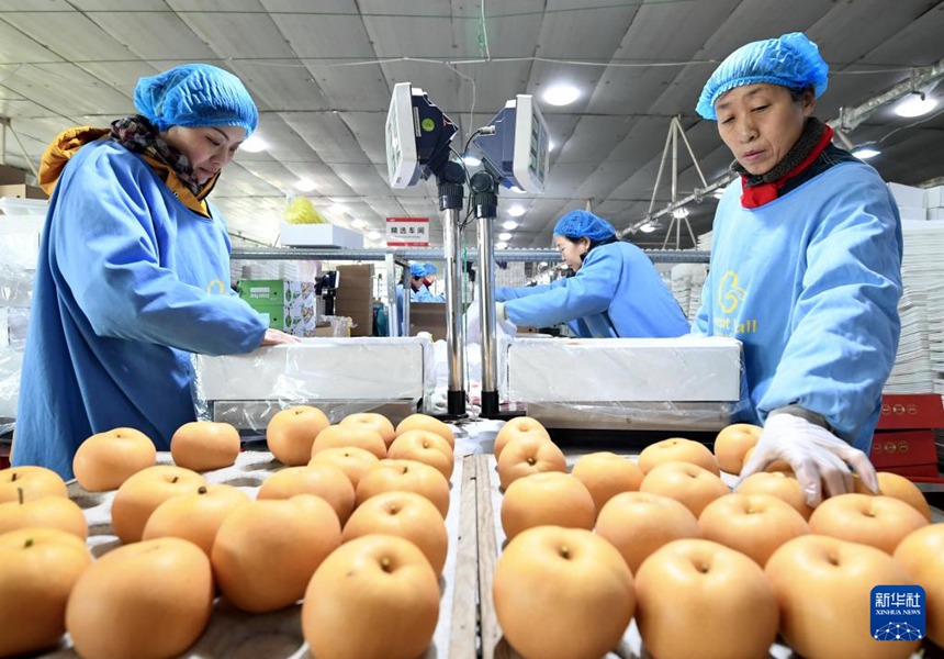 진저우시 한 과일 수출 기업의 배 분류 포장 라인에서 작업자들이 일하고 있다. [12월 8일 촬영/사진 출처: 신화사]