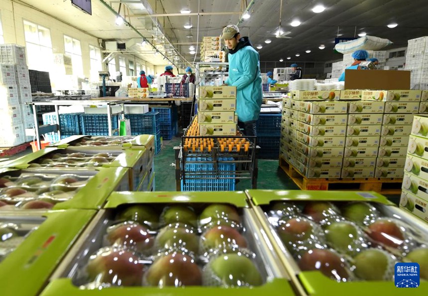 진저우시 한 과일 수출 기업의 배 분류 포장 라인에서 작업자들이 일하고 있다. [12월 8일 촬영/사진 출처: 신화사]
