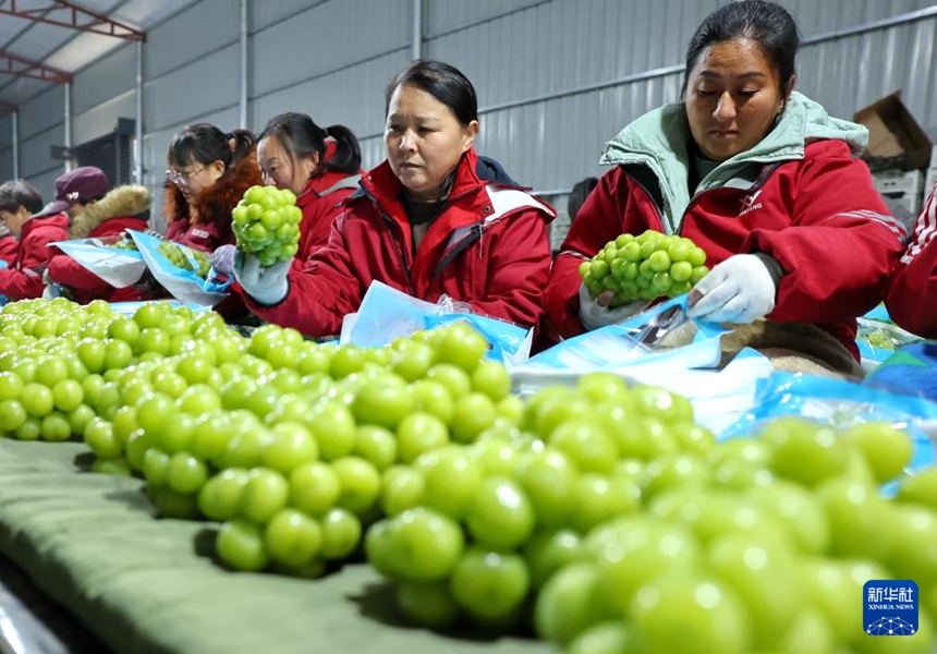 허베이 진저우, 과일 수출 기업 생산 분주