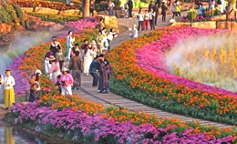 [포토] 광시 난닝, 겨울 햇살 아래 만개한 꽃의 정취