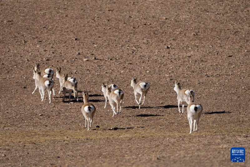 지난 2일 창탕 국가급 자연보호구에서 촬영한 짱위안링(藏原羚: 영양의 일종)