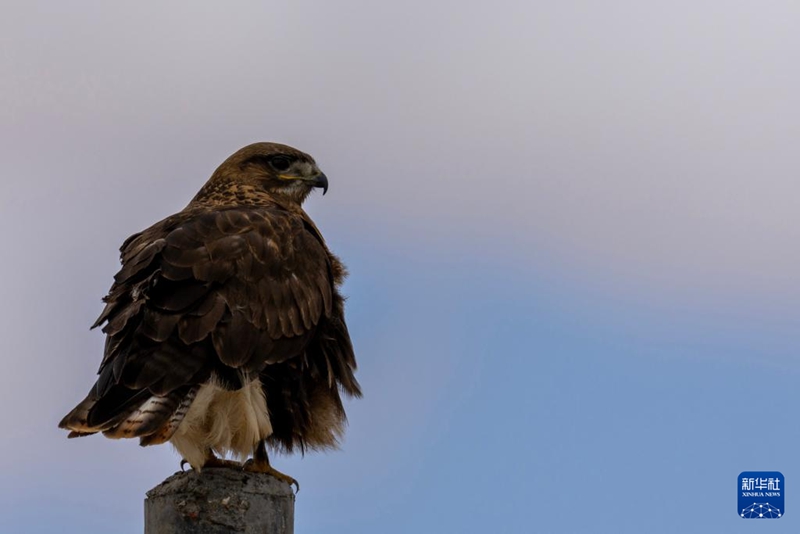 6월 6일 창탕 국가급 자연보호구에서 촬영한 큰말똥가리