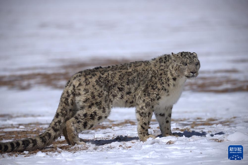 3월 24일 창탕 국가급 자연보호구에서 촬영한 눈표범