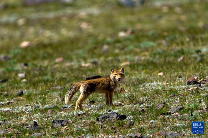 7월 16일 창탕 국가급 자연보호구에서 촬영한 짱후