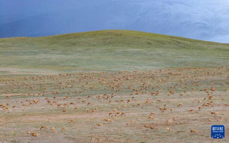 7월 14일 창탕 국가급 자연보호구에서 촬영한 짱링양 [드론으로 촬영]