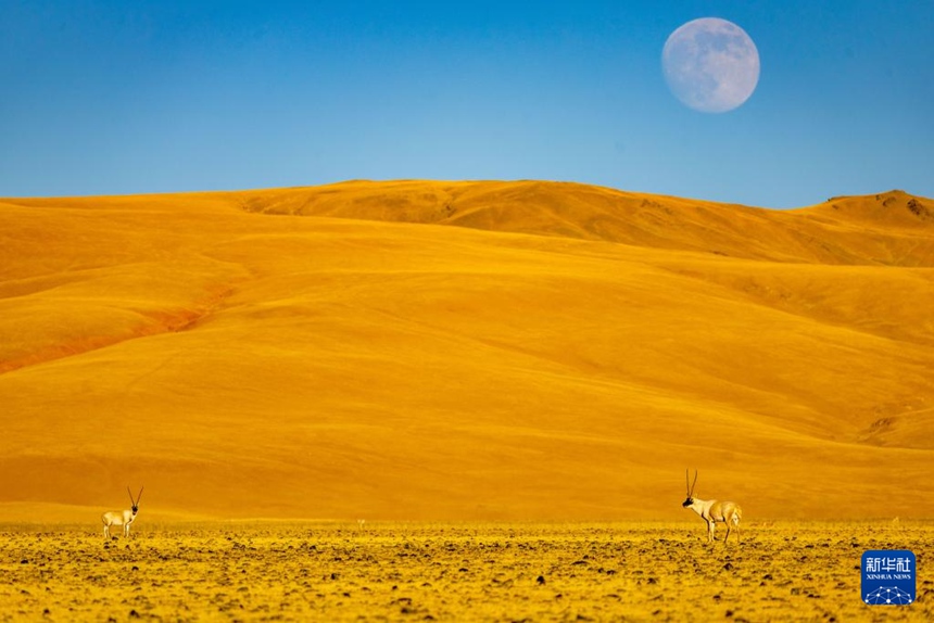 창탕 국가급 자연보호구에서 촬영한 두 마리 수컷 짱링양 [12월 3일 촬영/사진 출처: 신화사]