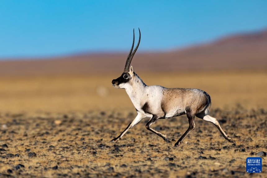 창탕 국가급 자연보호구의 초원을 달리는 한 마리 수컷 짱링양 [12월 4일 촬영/사진 출처: 신화사]