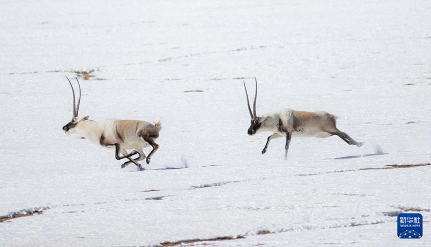 창탕 국가급 자연보호구의 설원을 쫓는 두 마리 수컷 짱링양 [11월 30일 촬영/사진 출처: 신화사]
