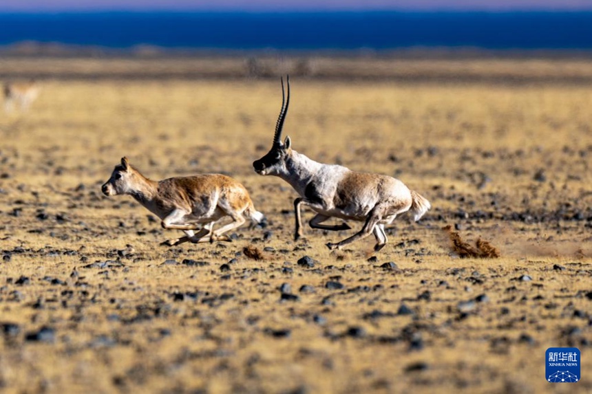 창탕 국가급 자연보호구의 초원에서 한 마리 수컷 짱링양이 암컷 짱링양을 쫓고 있다. [12월 3일 촬영/사진 출처: 신화사]