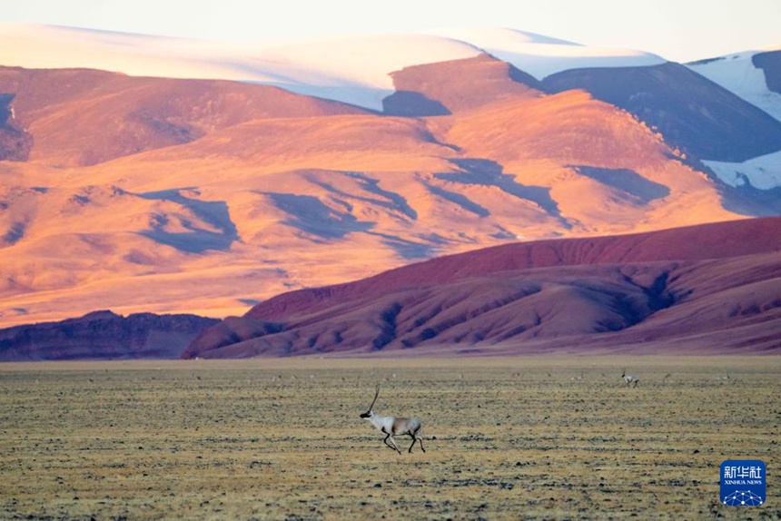창탕 국가급 자연보호구의 황혼 속, 한 마리 수컷 짱링양이 달리고 있다. [12월 3일 촬영/사진 출처: 신화사]