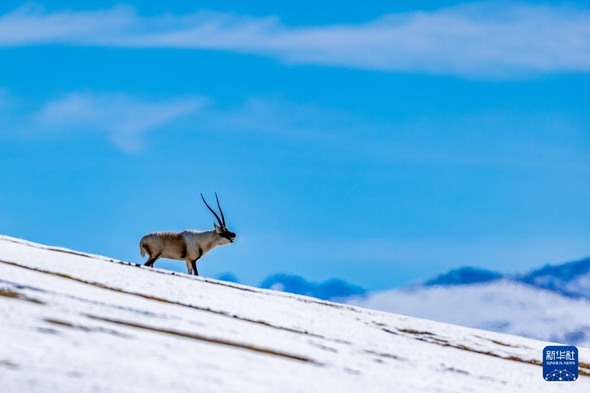창탕 국가급 자연보호구의 설원에서 한 마리 수컷 짱링양이 울부짖으며 짝을 부르고 있다. [11월 30일 촬영/사진 출처: 신화사]