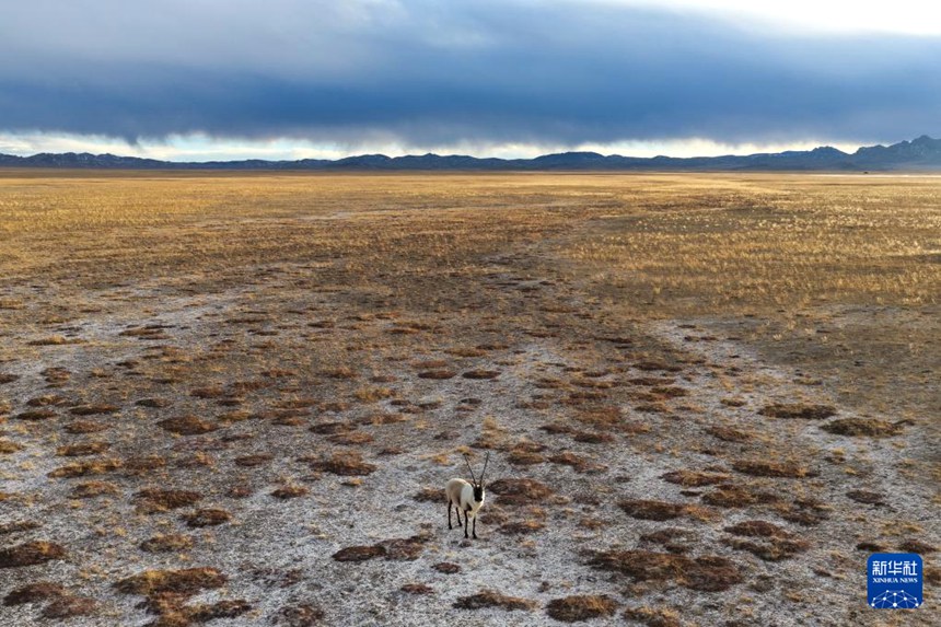 아얼진산 국가급 자연보호구에서 한 마리 수컷 짱링양이 먹이를 찾고 있다. [12월 5일 드론 촬영/사진 출처: 신화사]