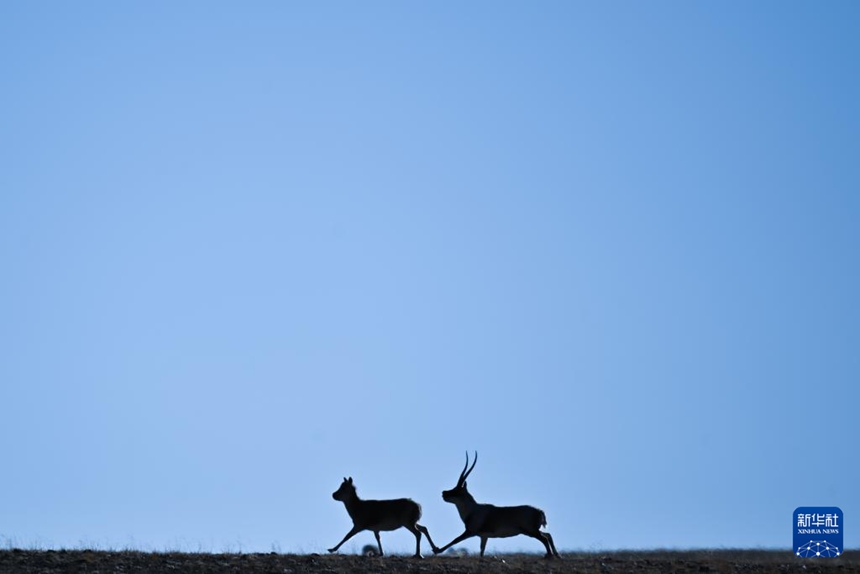 아얼진산 국가급 자연보호구에서 수컷 짱링양이 암컷 짱링양을 쫓고 있다.  [12월 5일 촬영/사진 출처: 신화사]