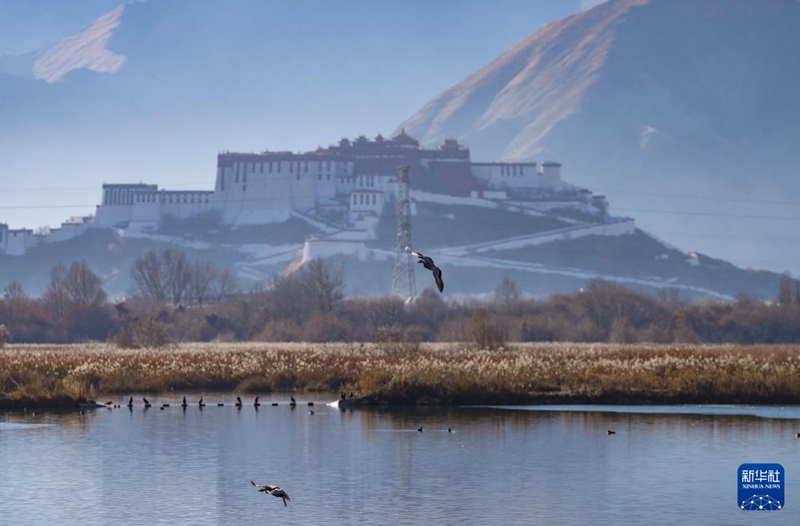 20일 라루 습지 상공을 줄기러기들이 날고 있다.