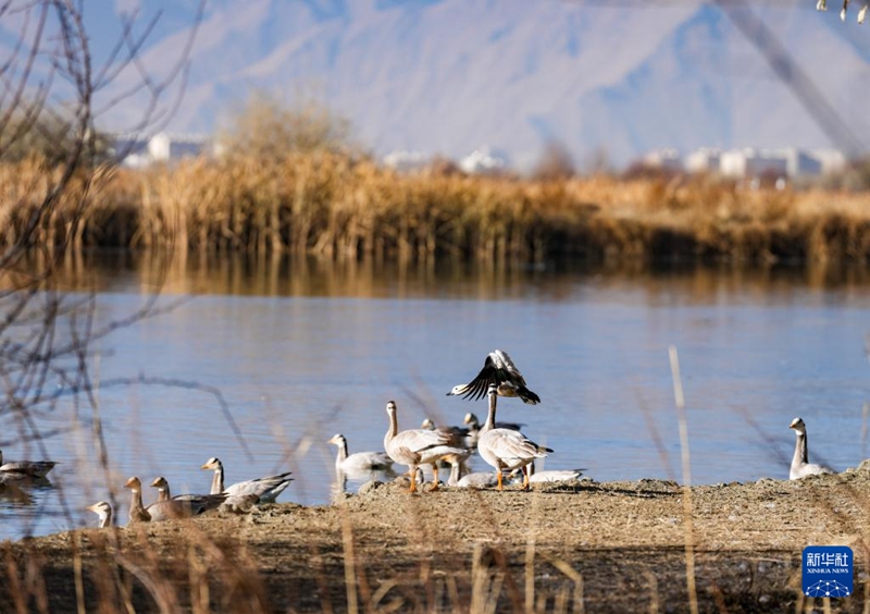 라루 습지에서 줄기러기들이 쉬고 있다.