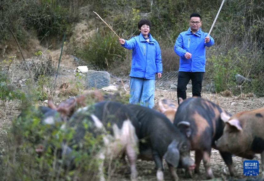 장시성 슈수이현 훙쑤촌, 루단과 쩌우링리가 돼지를 산에 방목한다. [12월 3일 촬영/사진 출처: 신화사]