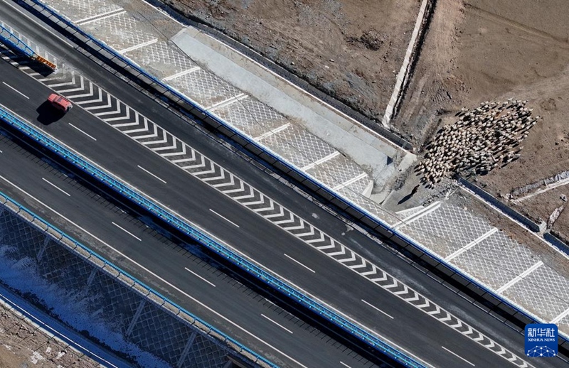 신장 허징(和靜)현에서 목민이 양 떼를 몰아 우루무치-위리 고속도로 노반 아래를 지나가고 있다. [12일 23일 드론으로 촬영]