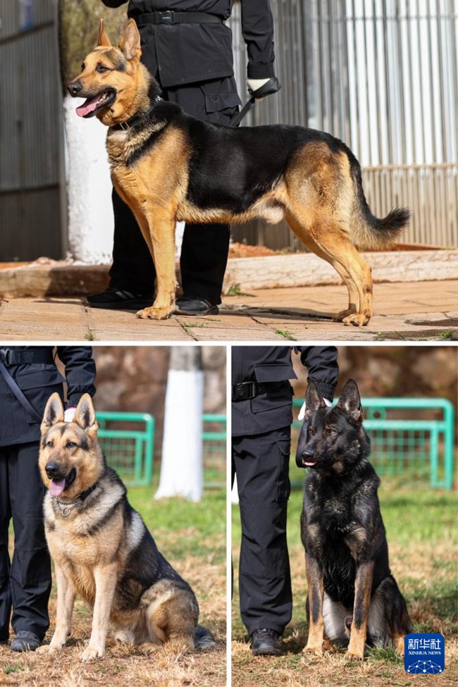 쿤밍 경찰견 기지의 쿤밍견들 [1월 5일 촬영/사진 출처: 신화사]