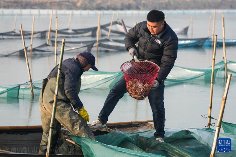 게 양식업자들이 다자셰를 잡고 있다. [1월 15일 촬영/사진 출처: 신화사]