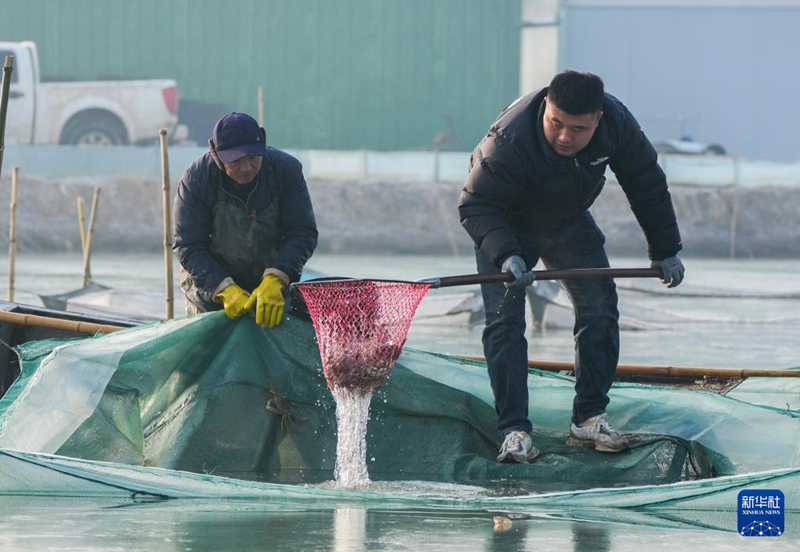 게 양식업자들이 다자셰를 잡고 있다. [1월 15일 촬영/사진 출처: 신화사]