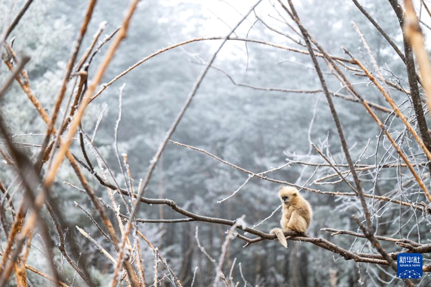 선눙자 국가공원 다룽탄 황금들창코원숭이 야외 연구기지의 산림 지대에서 활동하는 황금들창코원숭이 [1월 19일 촬영/사진 출처: 신화사]