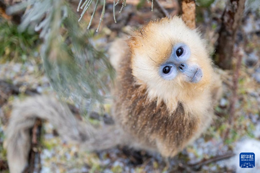 [포토] 후베이 선눙자, 눈 속 황금들창코원숭이
