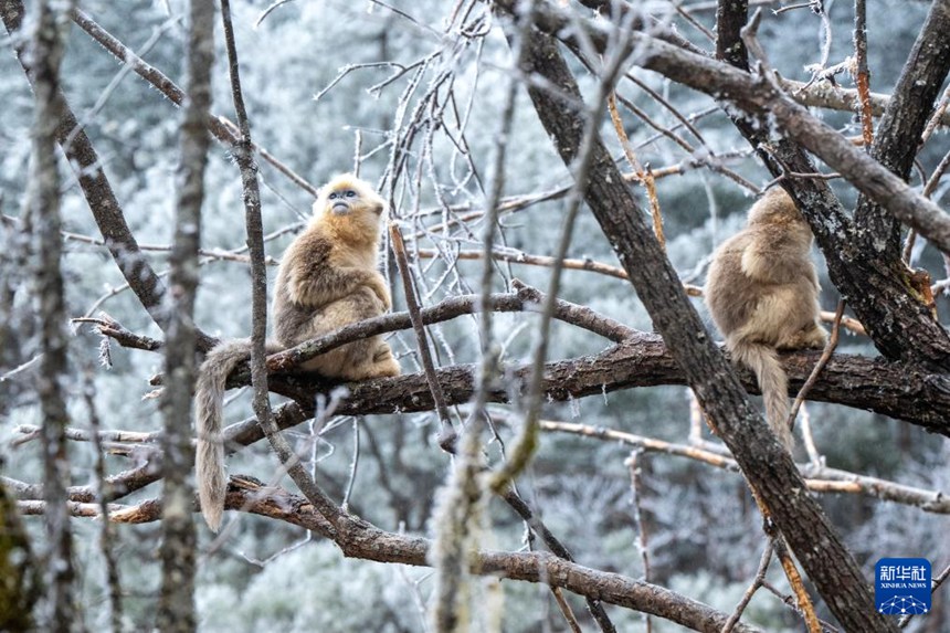 나뭇가지 위에서 휴식을 취하는 황금들창코원숭이 [1월 19일 촬영/사진 출처: 신화사]