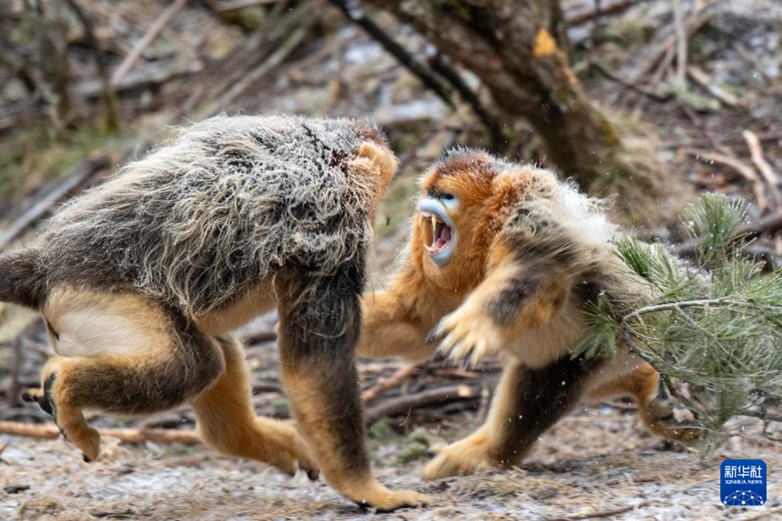 선눙자 국가공원 다룽탄 황금들창코원숭이 야외 연구기지의 산림 지대에서 활동하는 황금들창코원숭이 [1월 19일 촬영/사진 출처: 신화사]