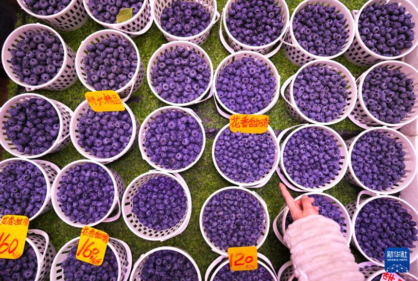 다관좐신 농산물 시장에서 촬영한 블루베리 [1월 27일 촬영/사진 출처: 신화사]